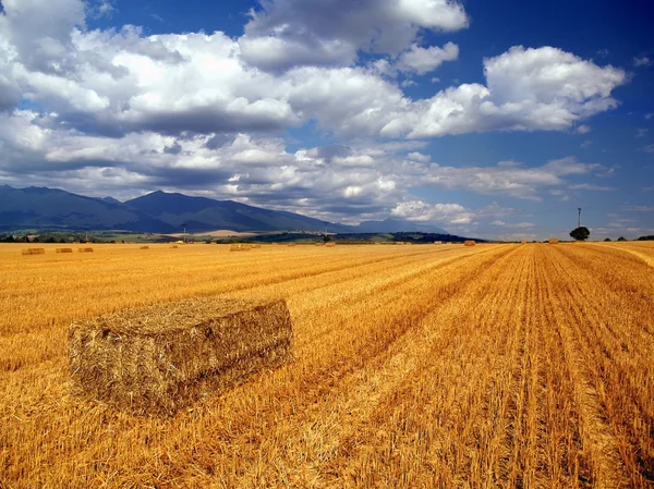 stock image Hay bales in countryside