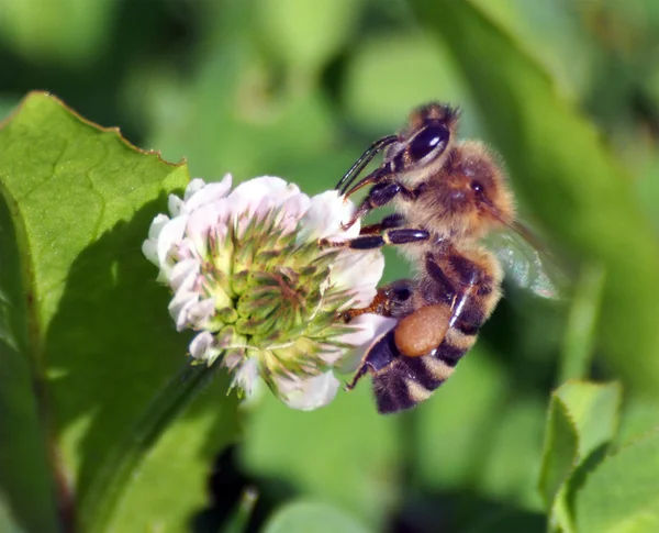 바쁜 꿀 꿀벌 근접 촬영 — 스톡 사진