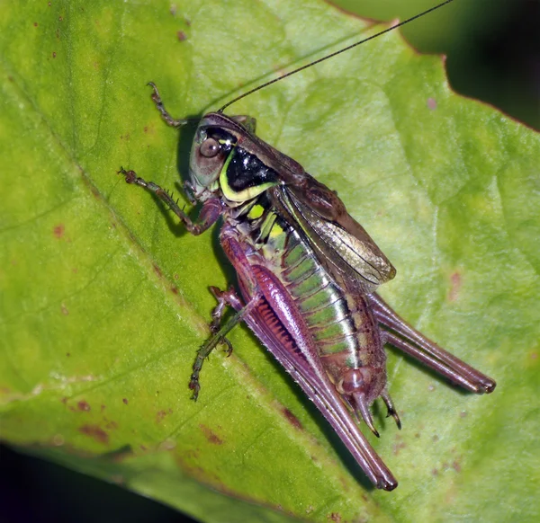 메뚜기 (Stenobothrus stigmaticus) — 스톡 사진