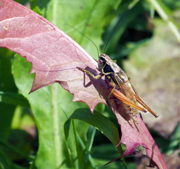 보라색 잎에 메뚜기 — 스톡 사진