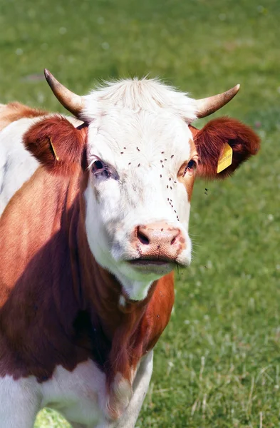 Milk cow portrait — Stock Photo, Image