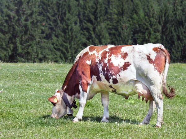 放牧奶牛 — 图库照片