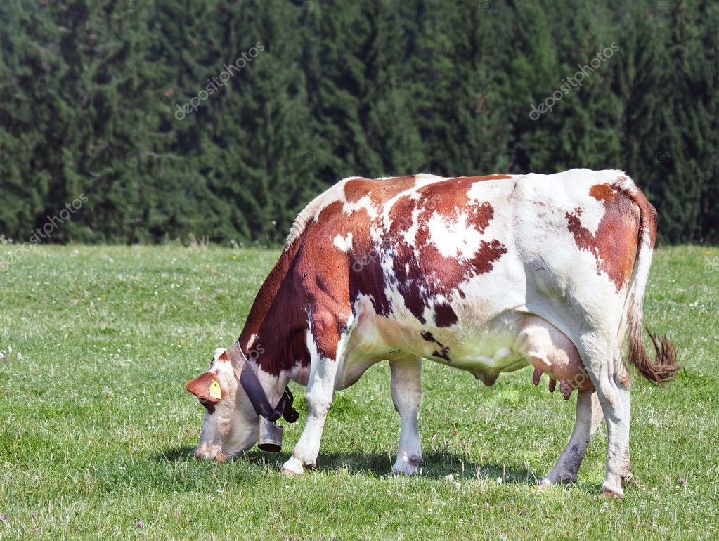 Grazing Cow — Stock Photo © jareso #12112302