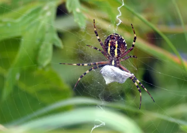Αράχνη με το θήραμα — Φωτογραφία Αρχείου