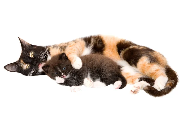 Gato com um gatinho — Fotografia de Stock