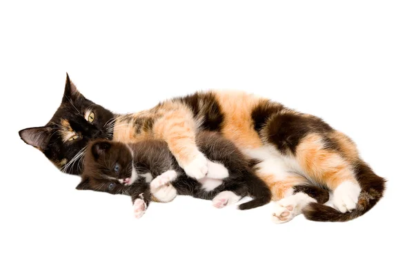 Kočka s kotětem — Stock fotografie