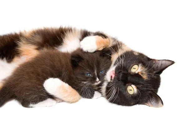 Kočka s kotětem — Stock fotografie