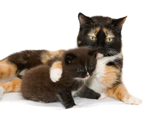 猫和一只小猫 — 图库照片