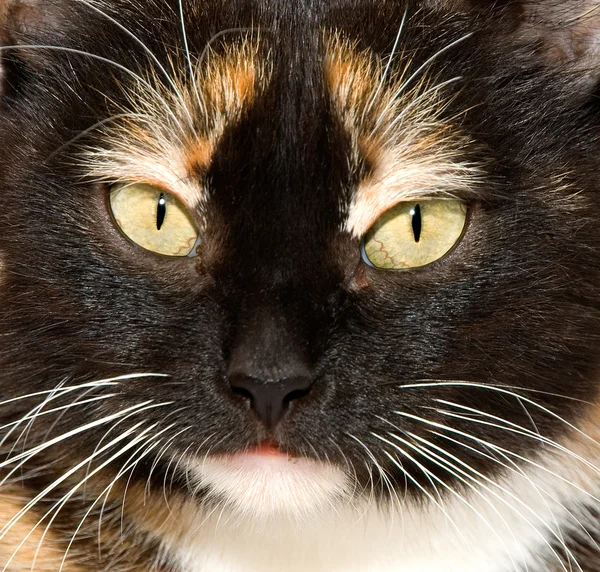 The cat's eyes — Stock Photo, Image