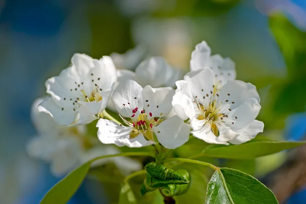 Blommande gren av ett päronträd — Stockfoto