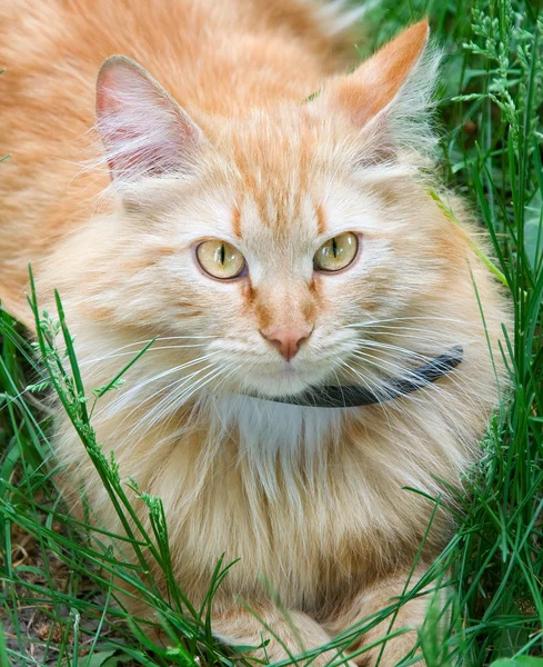 빨간 고양이 — 스톡 사진