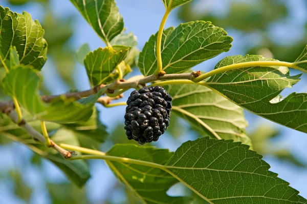 Berry of a mulberry — Stock Photo, Image