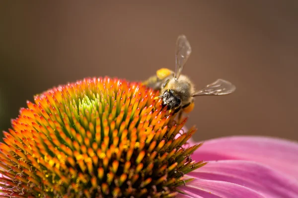 La abeja en la flor echinacea — Foto de Stock