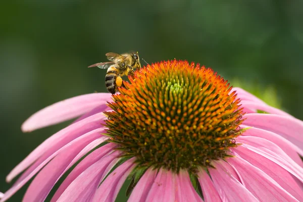 La abeja en la flor echinacea —  Fotos de Stock