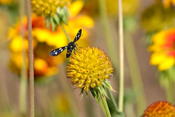 Papillon noir sur la fleur jaune — Photo
