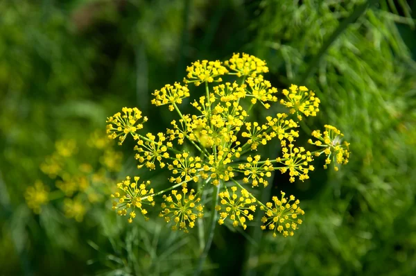 stock image Inflorescence of dill