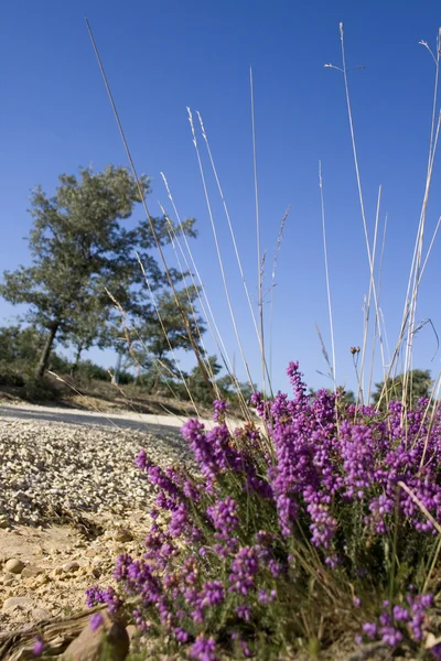 Blommor, spanska landsbygden — Stockfoto