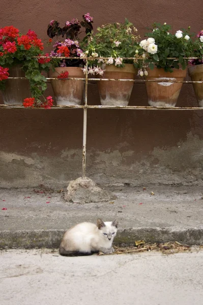Gatti sotto vasi di fiori — Foto Stock