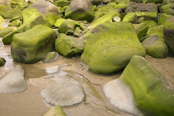Moss en roca —  Fotos de Stock