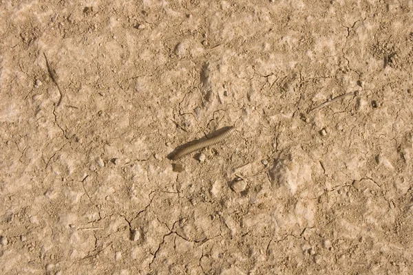 干燥的地面上的蠕虫 — 图库照片