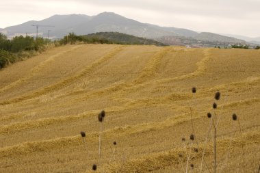 İspanyol kırsal