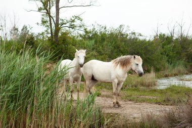 Camargue ATI