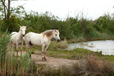 Camargue ATI