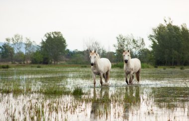 Camargue horses clipart