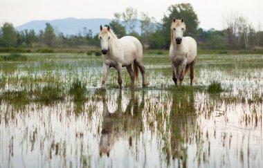 Camargue ATI