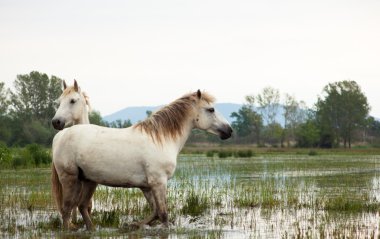 Camargue ATI