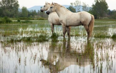 Camargue ATI