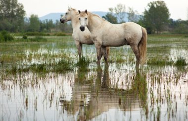 Camargue ATI