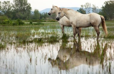 Camargue ATI