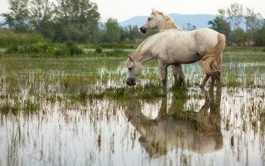 Camargue ATI