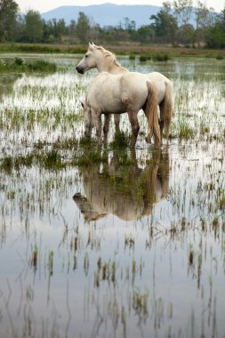 Camargue ATI