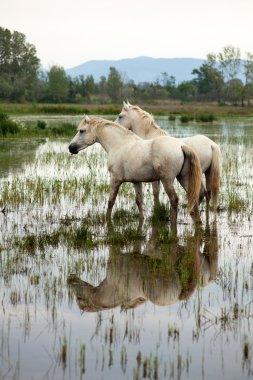 Camargue ATI