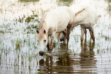 Camargue ATI