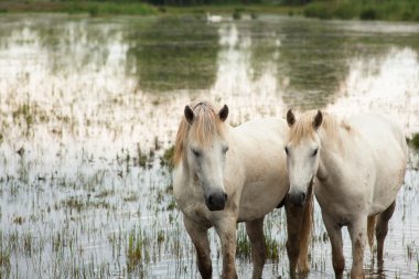 Camargue ATI