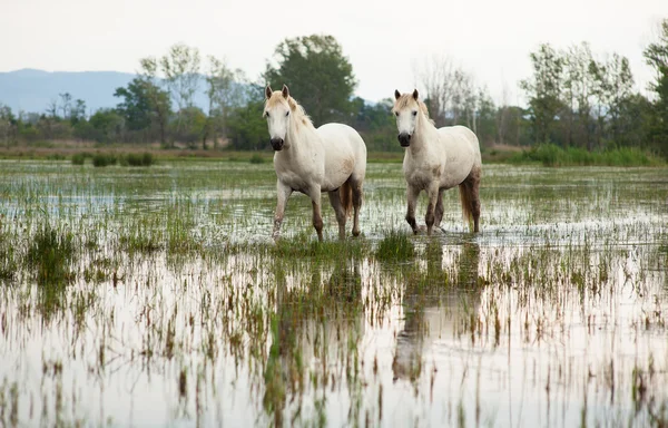 stock image Camargue horses