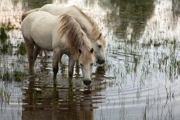 Camargue paarden — Stockfoto