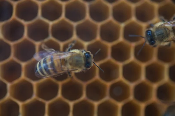 蜂房里的蜜蜂 — 图库照片