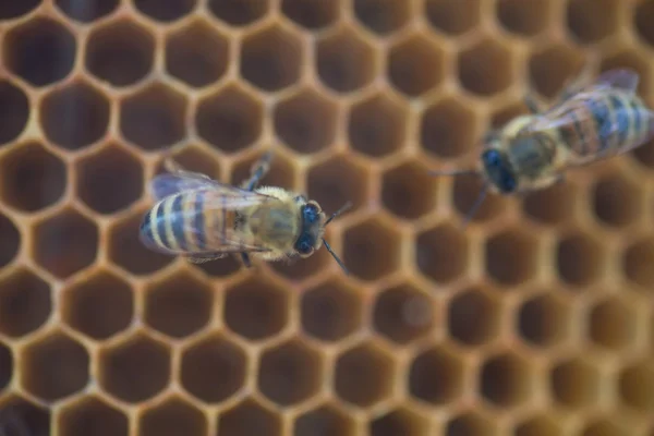 Μέλισσες στην κυψέλη — Φωτογραφία Αρχείου