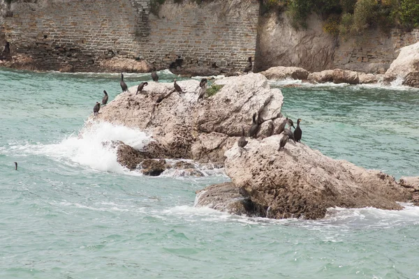 stock image Marangoni - European Shags