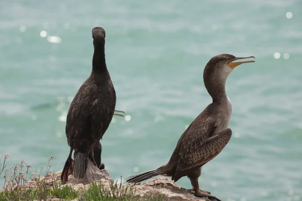 stock image Marangoni - European Shags