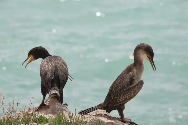 stock image Marangoni - European Shags