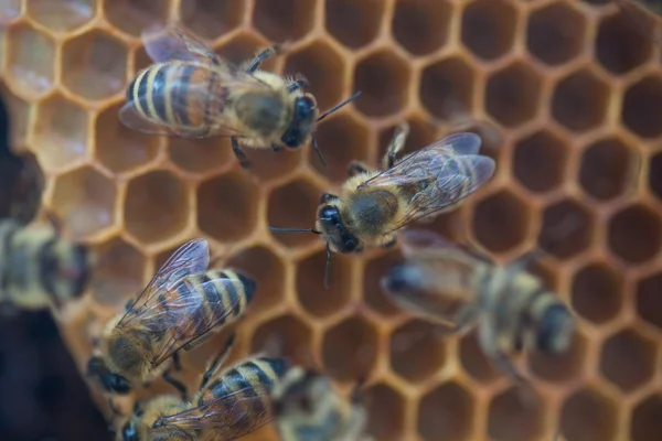 Las abejas en la colmena Imagen de archivo