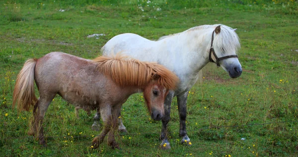 Twee pony's grazen — Stockfoto