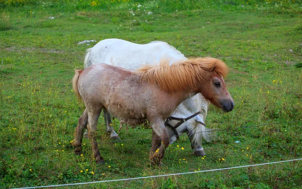 Två ponnyer bete — Stockfoto