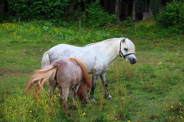 Twee pony's grazen — Stockfoto