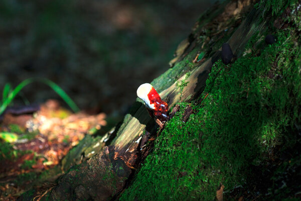 Гриб линчжи или гриб рейши - ganoderma lucidum
